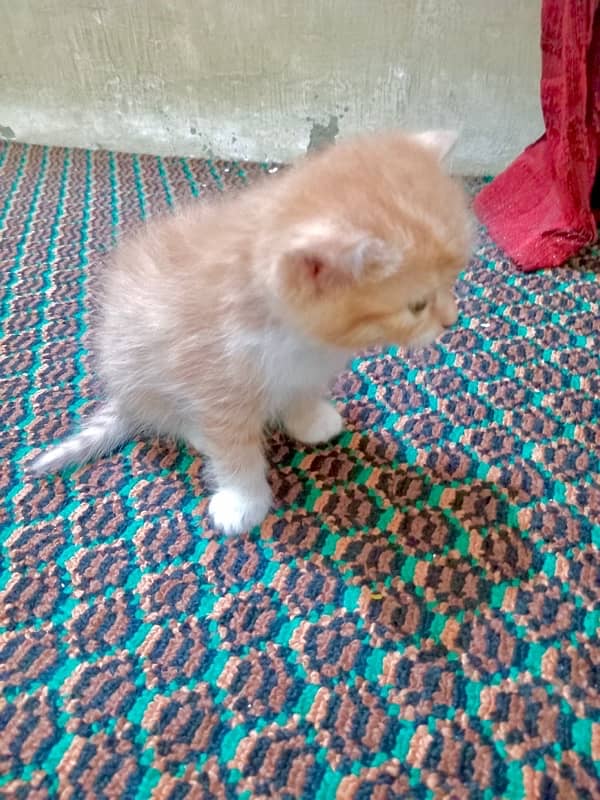 persian kitten 2