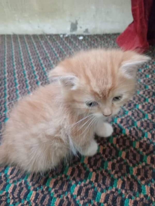 persian kitten 3