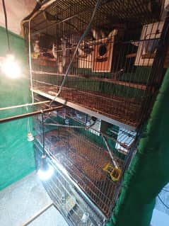 Complete Bird Breeding Setup for Sale – Birds, Cages & Accessories!