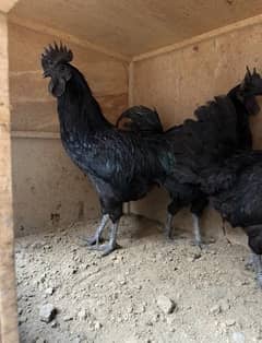 ayam cemani greay tongh