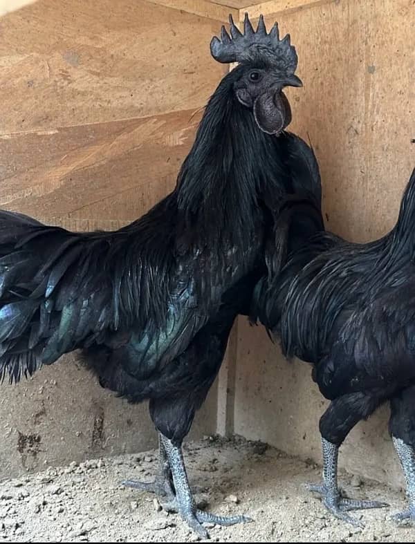 ayam cemani greay tongh 1