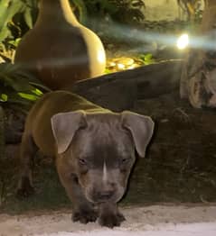 American bully puppies  available for sale