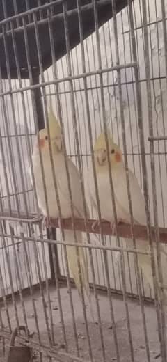 cream cockatiel