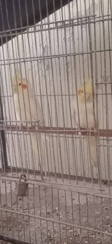 cream cockatiel 4