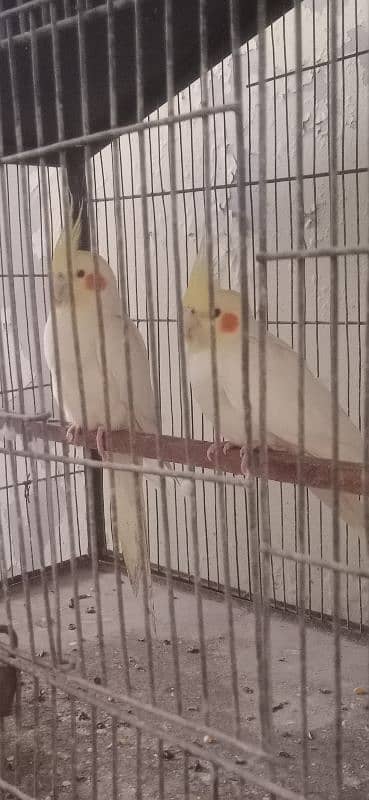 cream cockatiel 5