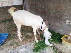 pure gulabi bakri for sale with 2 kids