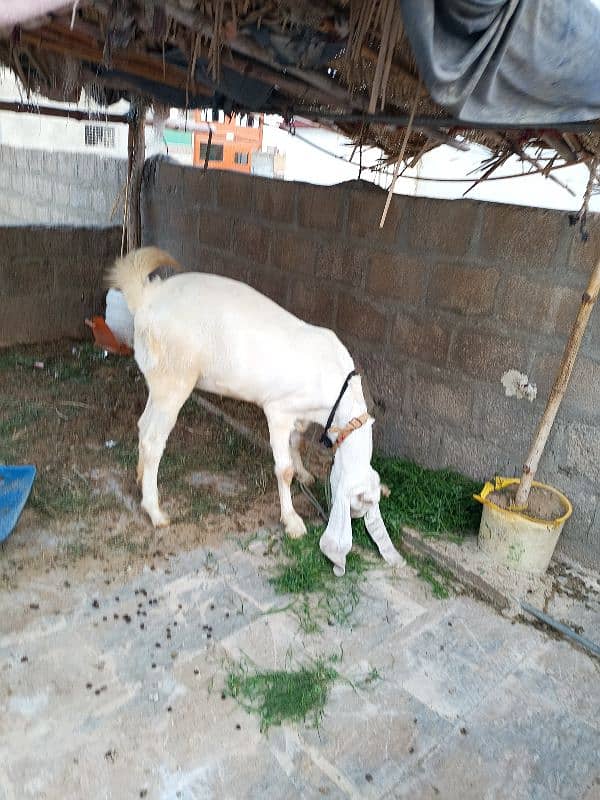 pure gulabi bakri for sale with 2 kids 1