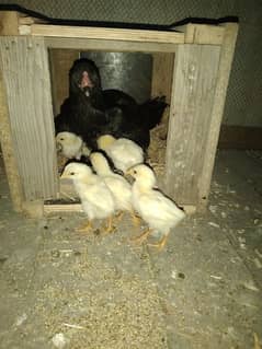 white shamo chicks available hai