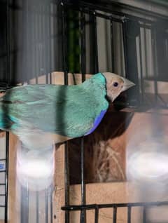 Lady Gouldian Breeder Pairs