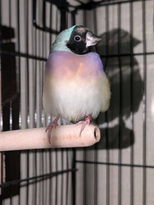 Lady Gouldian Breeder Pairs 1