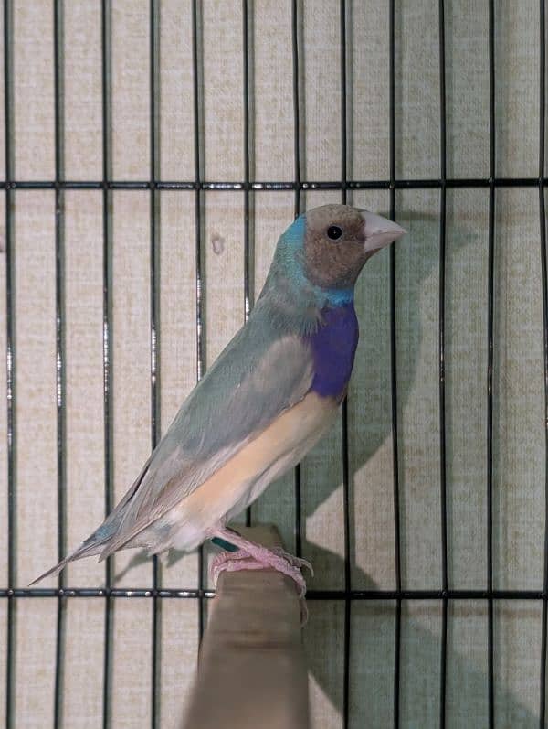 Lady Gouldian Breeder Pairs 2