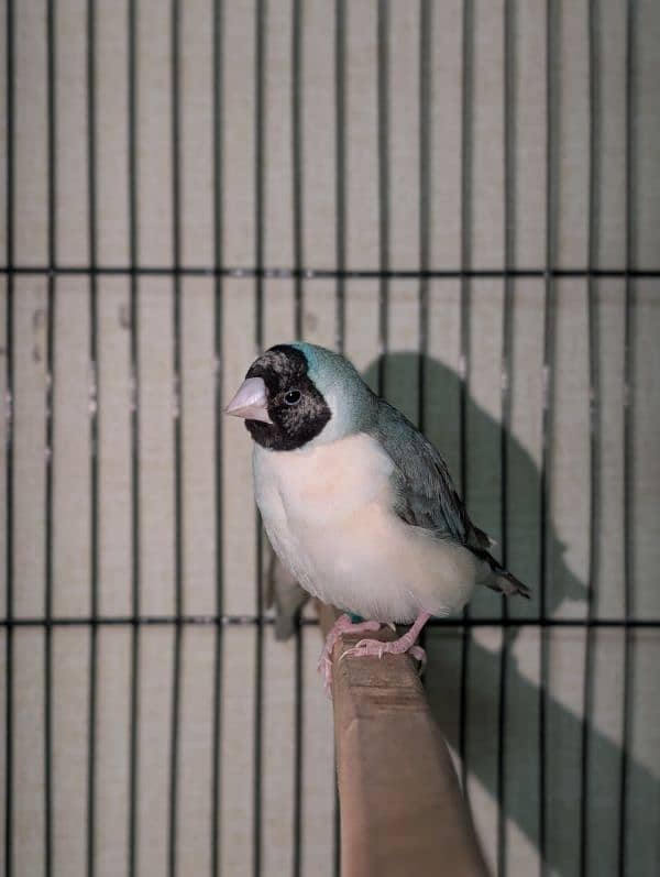 Lady Gouldian Breeder Pairs 3