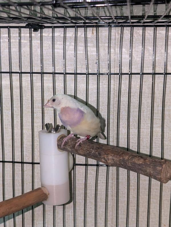 Lady Gouldian Breeder Pairs 4