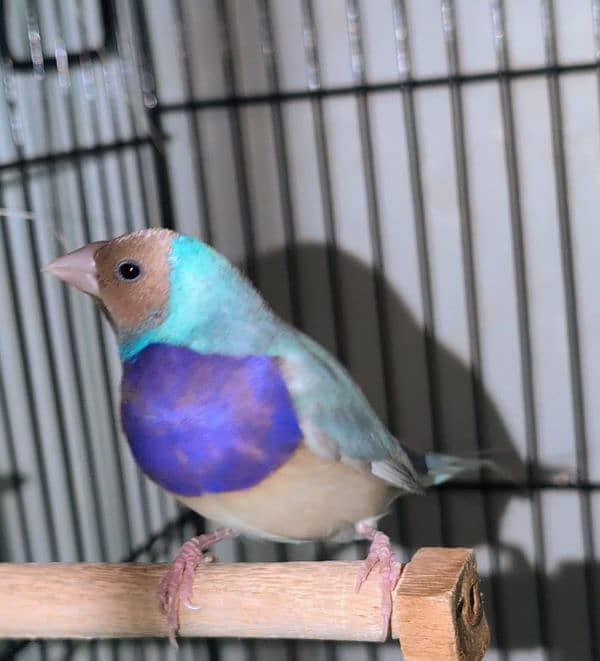 Lady Gouldian Breeder Pairs 5