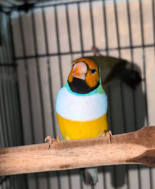 Lady Gouldian Breeder Pairs 6