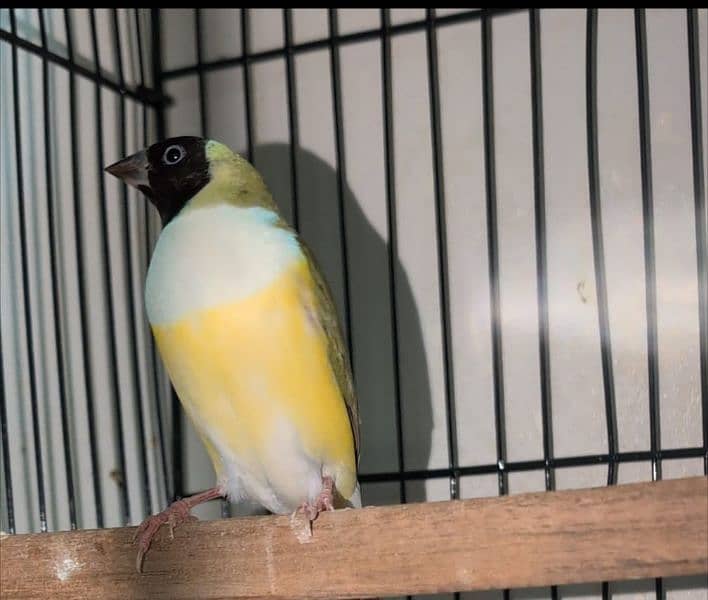 Lady Gouldian Breeder Pairs 7