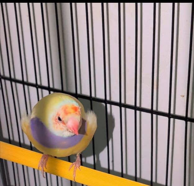 Lady Gouldian Breeder Pairs 8