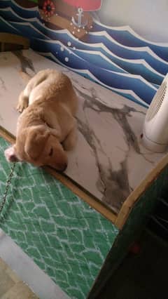 labrador puppy female very active