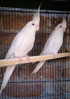 Eno red-eyes quality breeder pair.