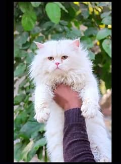 Persian male cat with house