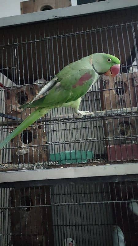 Raw breeder male or cage  0321.7242445 0