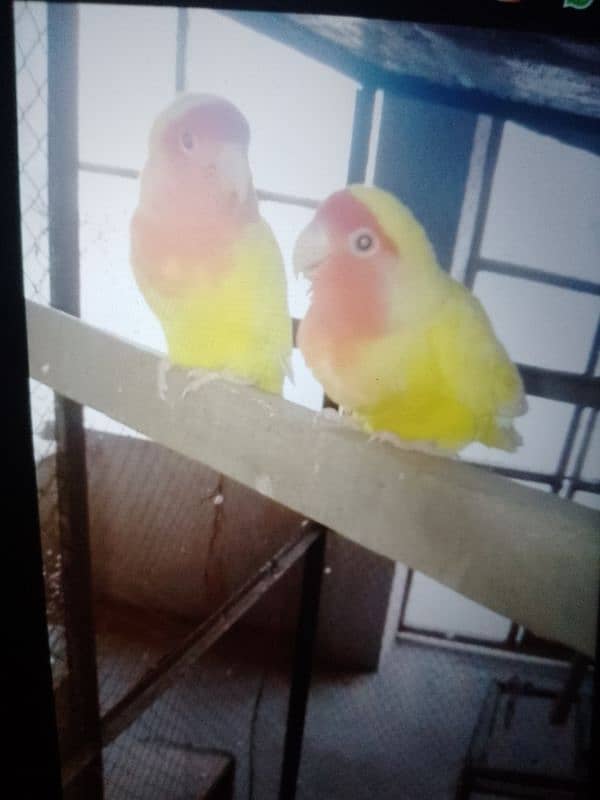 love birds 3