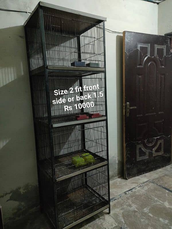 Raw breeder male or cage  0321.7242445 2