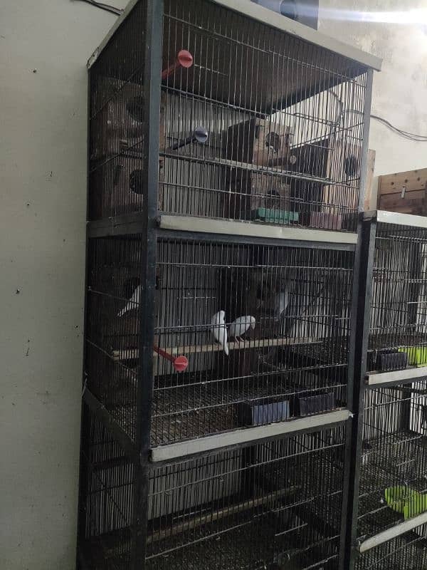 Raw breeder male or cage  0321.7242445 3