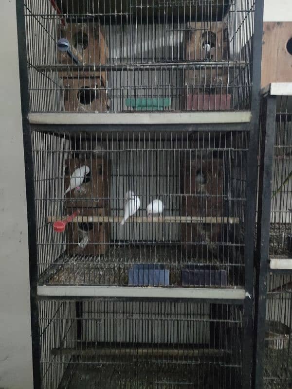 Raw breeder male or cage  0321.7242445 4