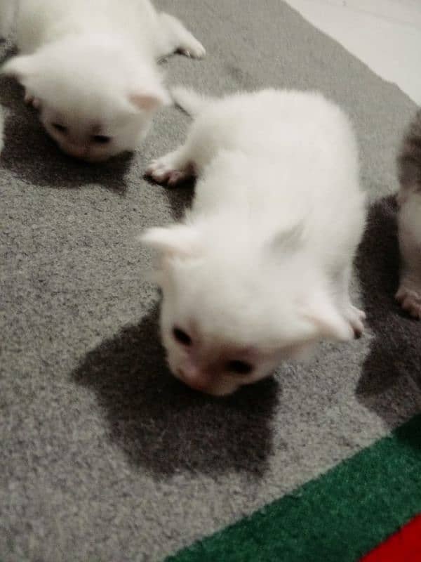 cat kittens 4