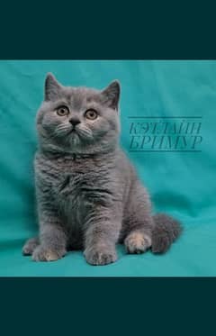 British shorthair