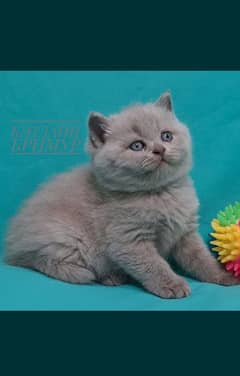 British shorthair