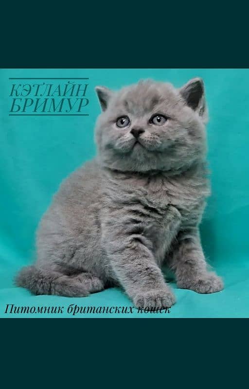 British shorthair 1