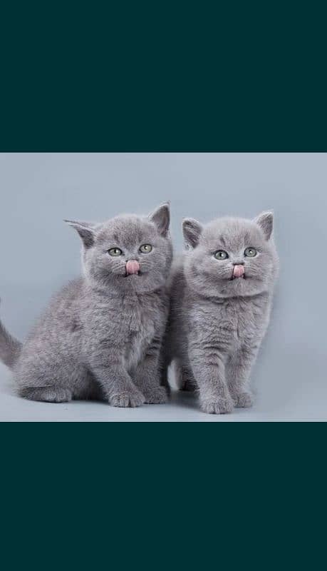 British shorthair 3