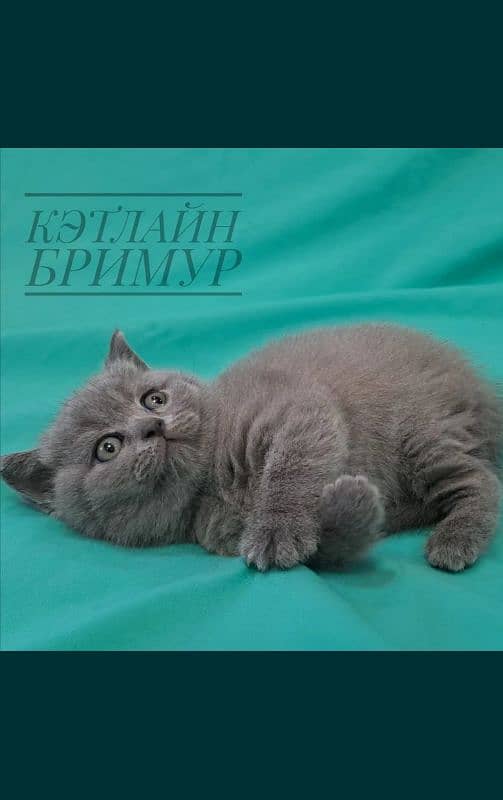 British shorthair 4