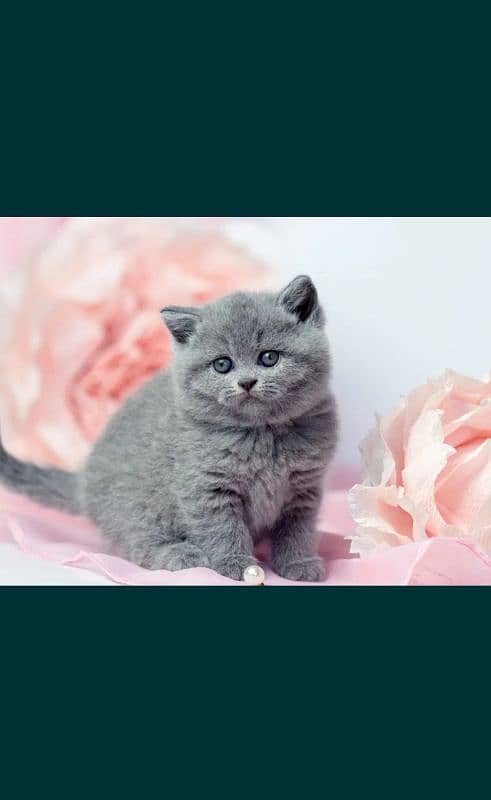 British shorthair 6