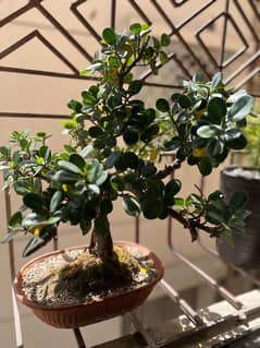 Bonsai Ficus Bonsai Real Bonsai 12 years