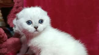 Scottish fold