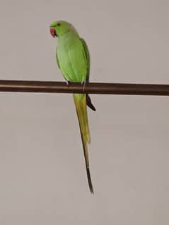 Kattha Mail parrot For sale