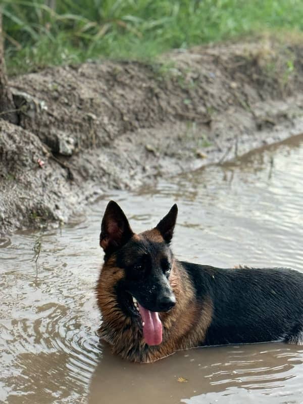 German Shepherd dog 4