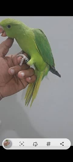 green ringneck