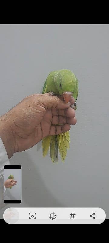 green ringneck 1