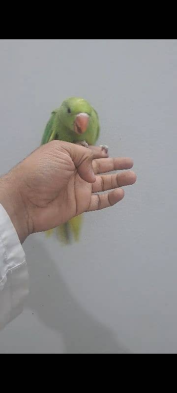 green ringneck 2