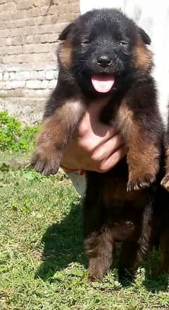 GERMAN SHEPHERD FEMALE AGE ALMOST ONE MONTH SAY B KAM HAI