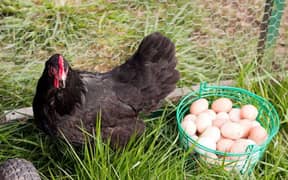 Australorp fertile eggs Available