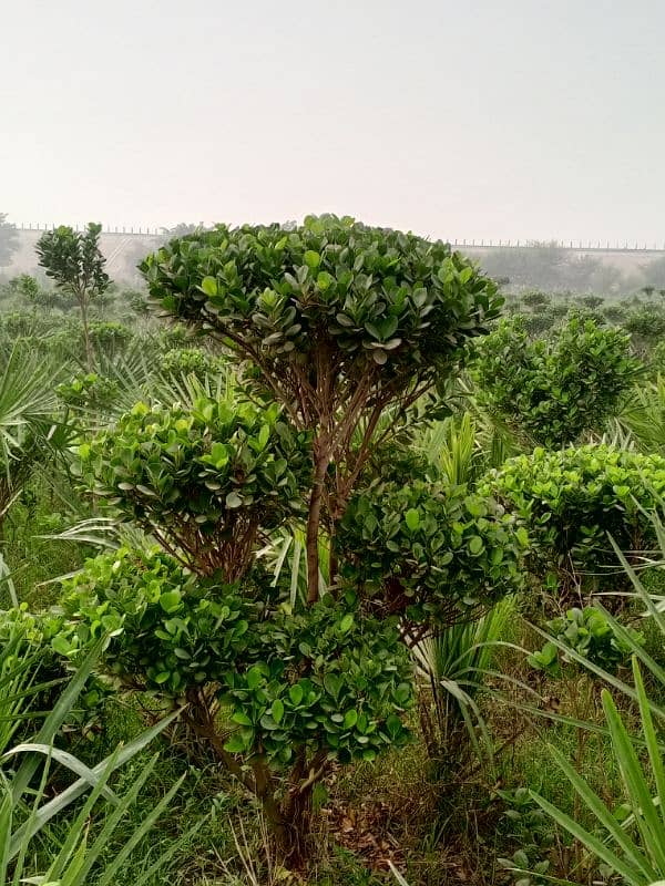 panda plant and cone facuse plant 7