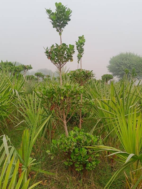 panda plant and cone facuse plant 10