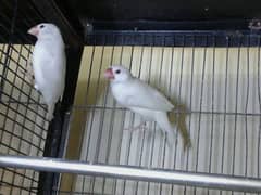 Albino Java Finch Pair