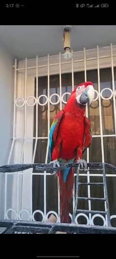 Green Wing Macaw For Sale