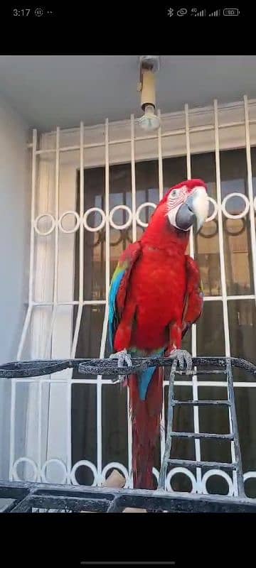 Green Wing Macaw For Sale 0